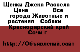 Щенки Джека Рассела › Цена ­ 10 000 - Все города Животные и растения » Собаки   . Краснодарский край,Сочи г.